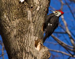 Day of the Woodpecker